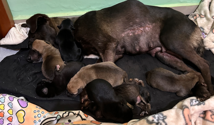 Peludos - amor aos animais 