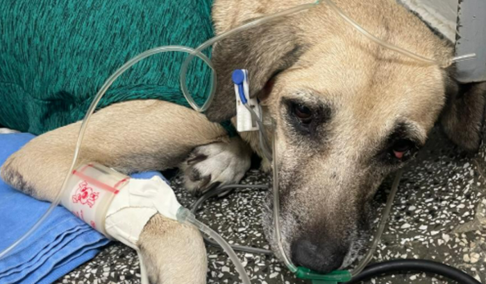 Cirugia da cadela Maya! Hérnia diafragmática - emergência