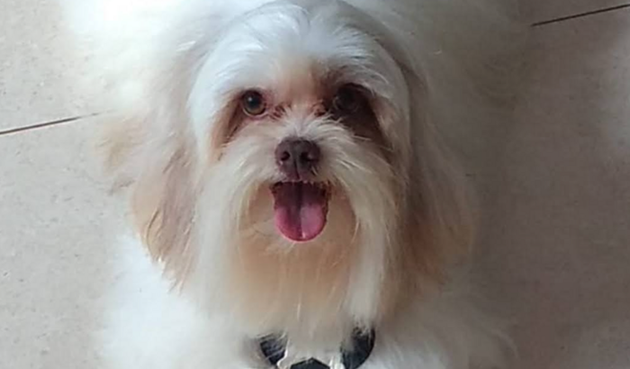 Vaquinha para buscar o Billy 