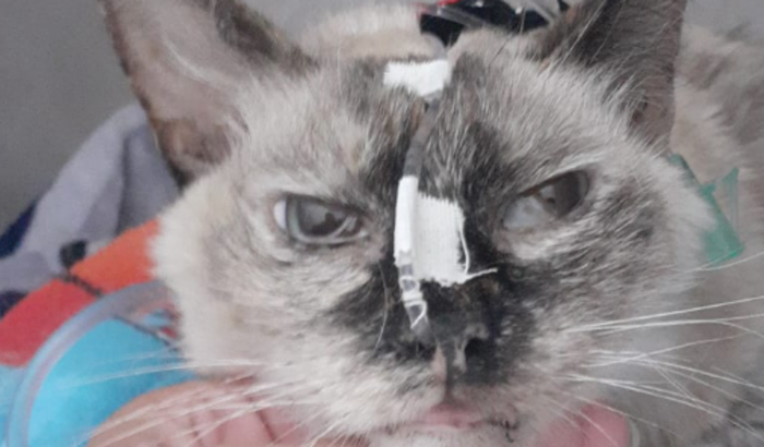 Ajuda veterinária pra gatinha Jujuba