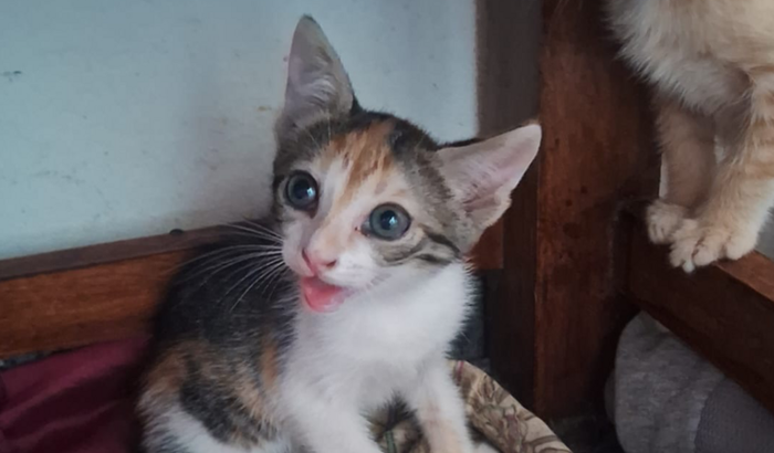 Pa ajudar os gatinho bebê fofinho 🩵