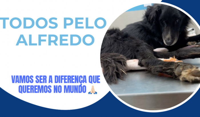 TODOS PELO ALFREDO