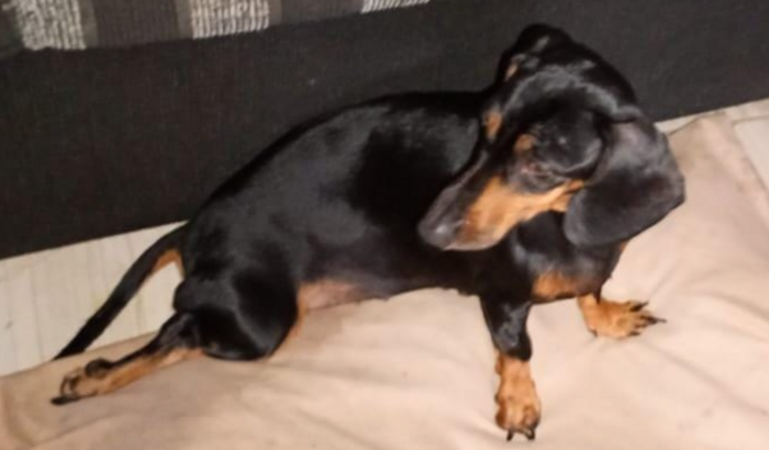 Ajude a devolver a mobilidade da Pretinha