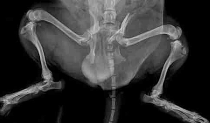 SOS Femur Quebrado, ajude o cachorrinho !