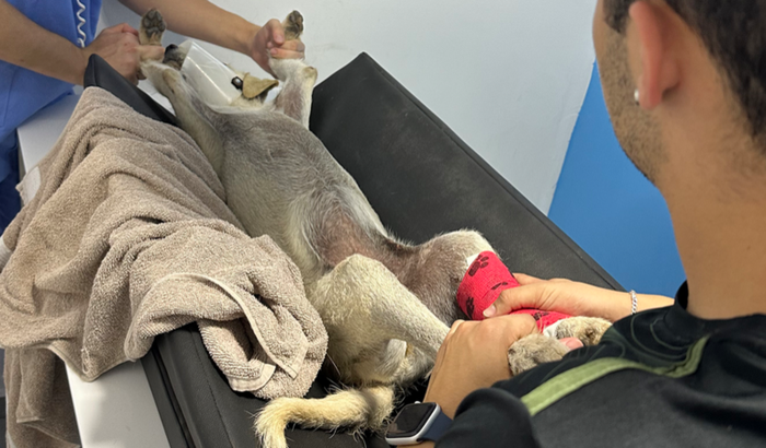 Cirurgia ortopédica da Branquinha