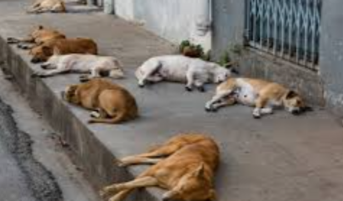 CAMPANHA DE CASTRAÇÃO GRATUITA