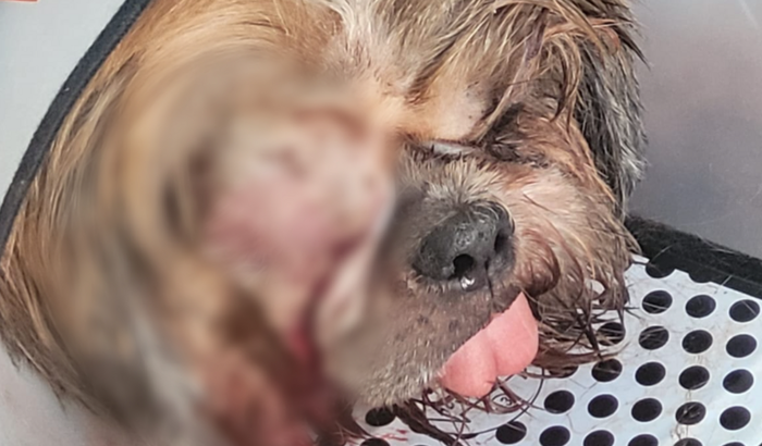 Ajuda para pagar o tratamento do mylon 