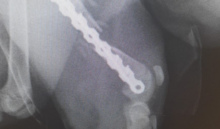 Cirurgia fêmur Kenai