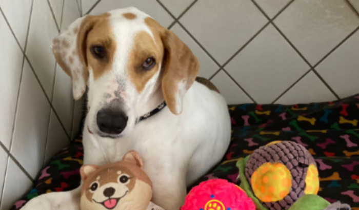 Ajude o Zapinho a conseguir o remédio para Leishmaniose