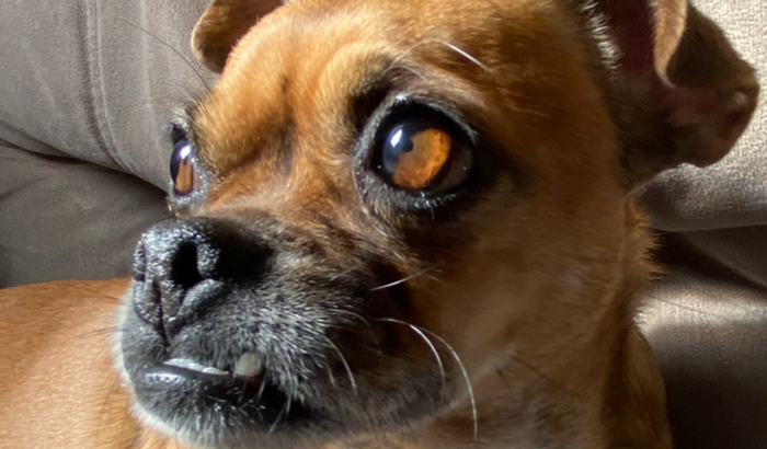 Ajuda para cirurgia da Luna