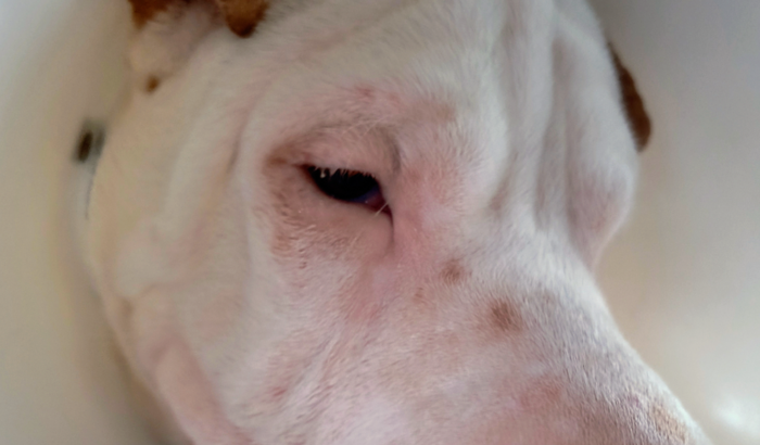 Vamos ajudar o Zeca a enxergar sem dor!