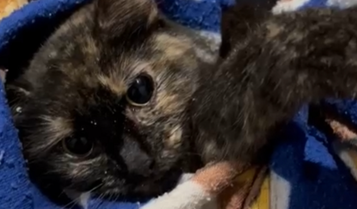 Me ajude com as despesas de gatinha resgatada em estado crítico