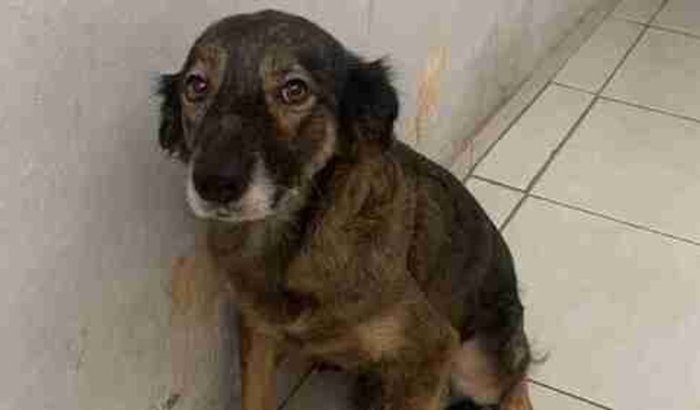 Quero a Lua de volta