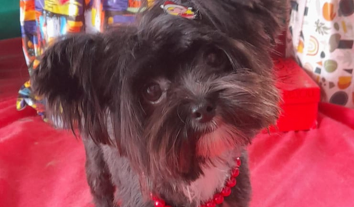 Cirurgia da COCA 🐶