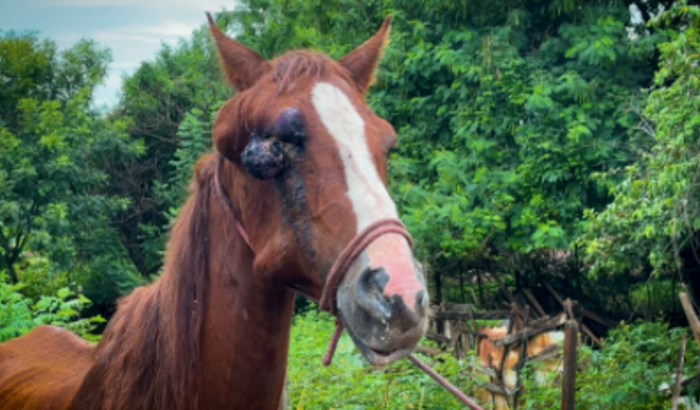 CIRURGIA OCULAR / CAVALO