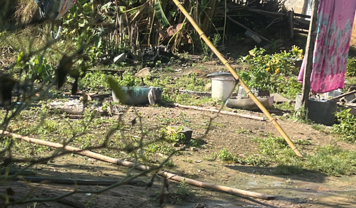 Remédio da cura da cachorra laya.
