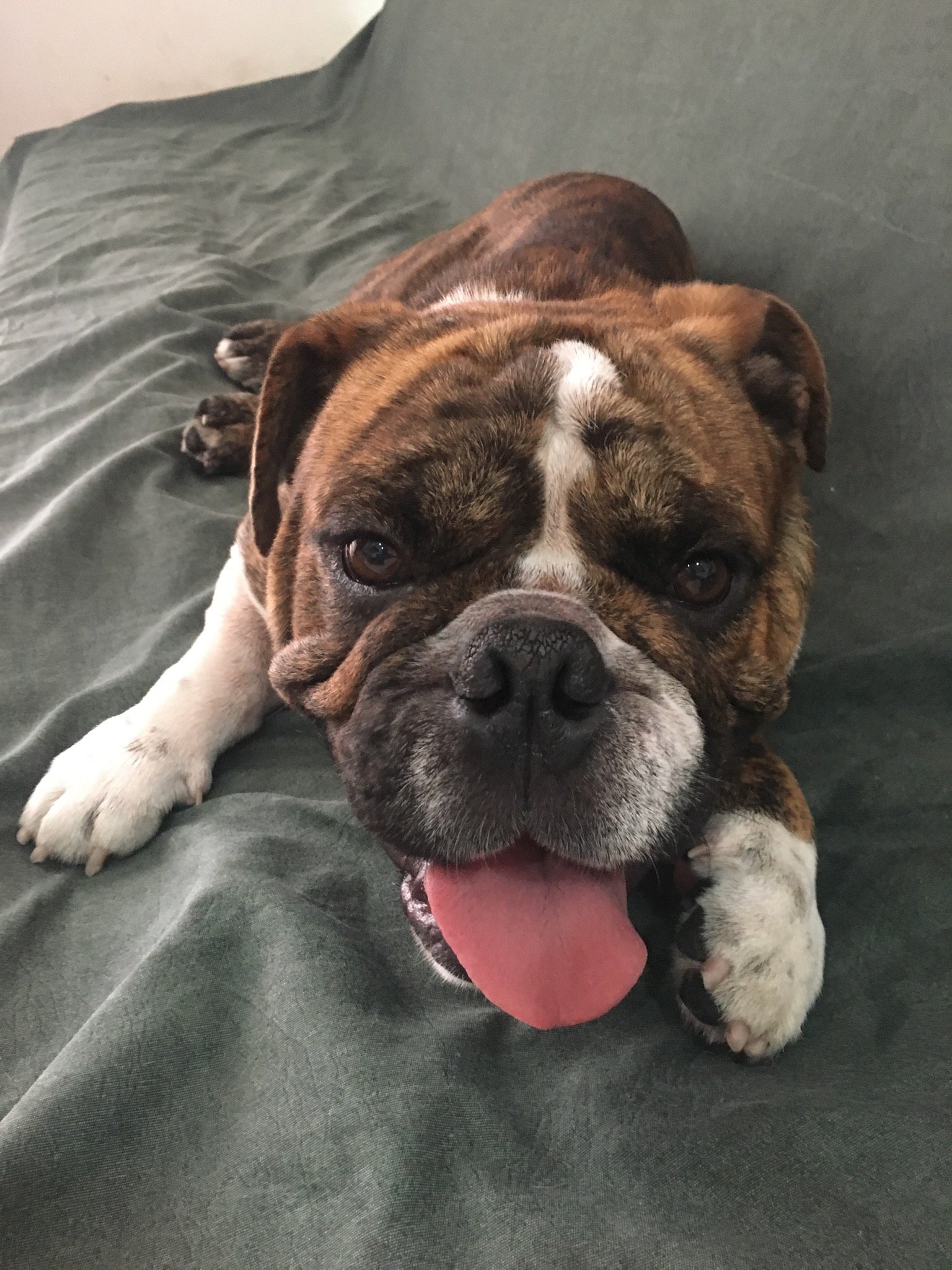 imagem da vaquinha Tratamento Buba