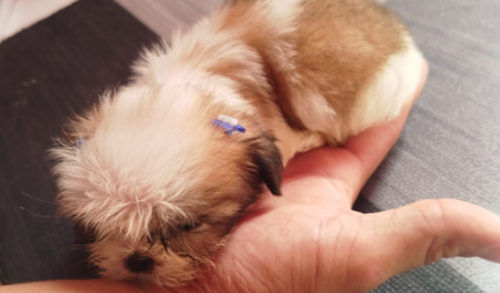 Ajuda para o tratamento da Nala