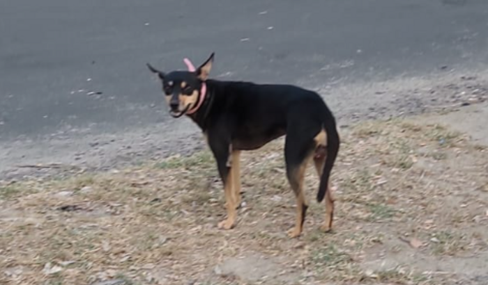 Ajude Pretinha com o seu tratamento