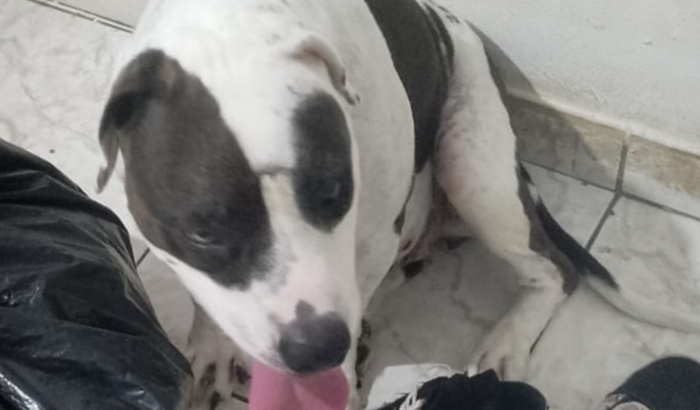 Milena precisa ir para MG