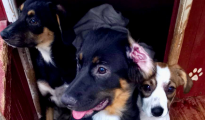 Ajude Focinhos precisa de doações!