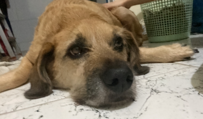 Tratamento do Apollinho 