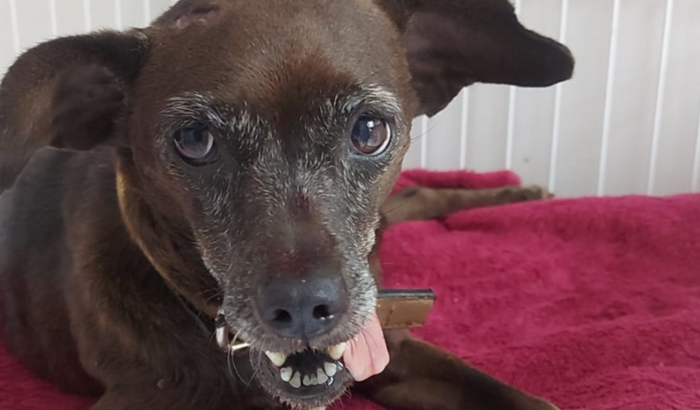 Ajudar no tratamento da cadelinha Marcela