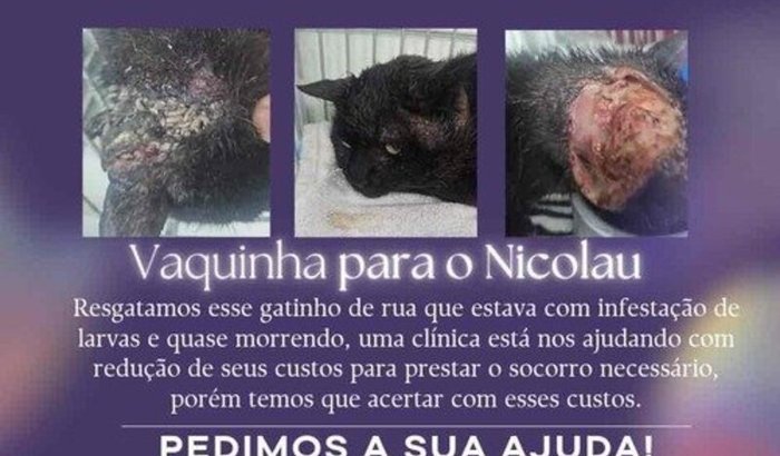 Ajuda ao Gato Preto!🐈⬛