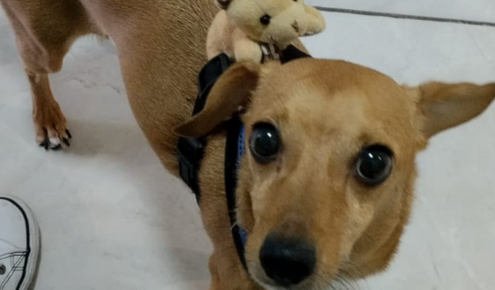 Ajude na quimioterapia do LOKI