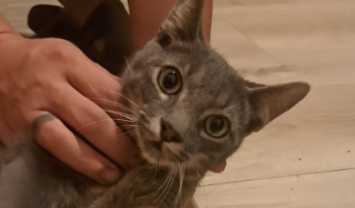 Salve o Bruce: Uma segunda chance para esse gatinho.