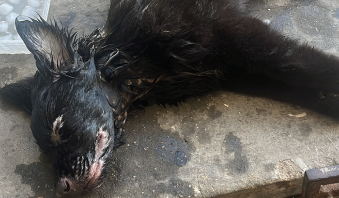 Ajudar a salvar a vida do Pantera 