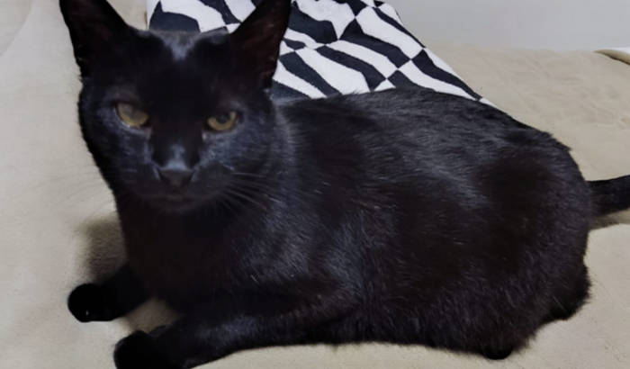 Ajude o meu gatinho Nego ter qualidade de Vida.