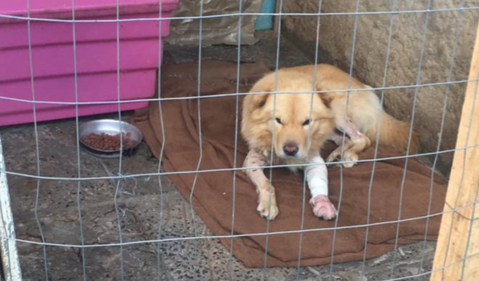 Fred, cão atropelado