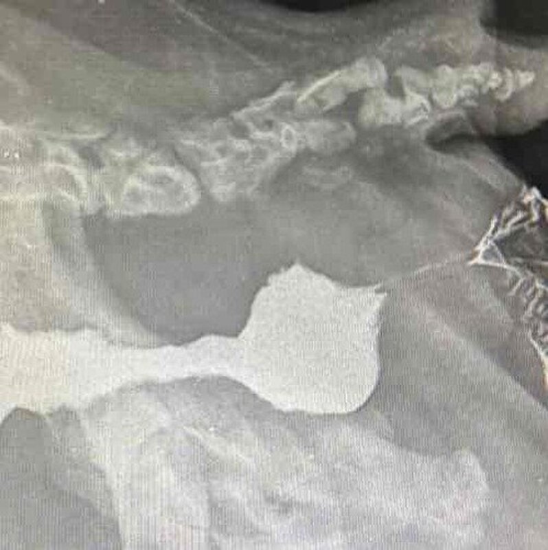 imagem da vaquinha Ajude o CACO