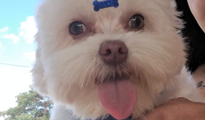 Ajuda de custos pra cirurgia do Pitoco