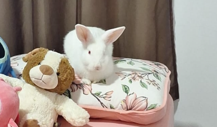 Ajude o Mingau  (Por favor Compartilhem)