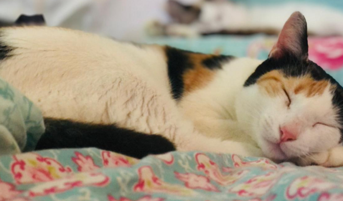 Nos ajude a cuidar da Pitty