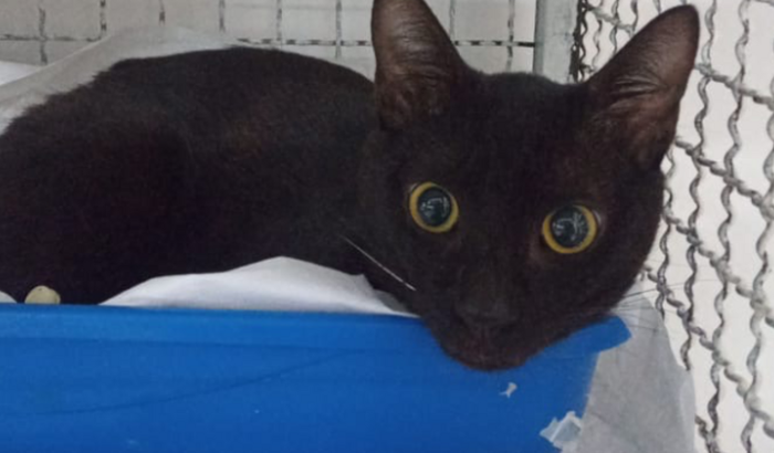 Ajuda para o Tratamento do meu gatinho