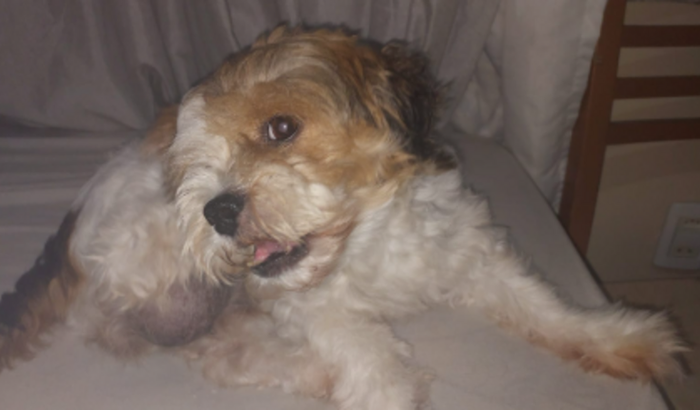 Ajuda para a Susi - Cirurgia Urgente