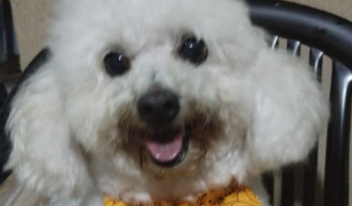 Cirurgia, Doguinho Bob.