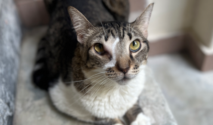 Radioterapia para a Tapioca