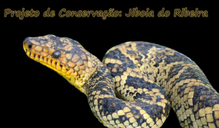Para a conservação da corallus cropani ( jiboia do ribeira)