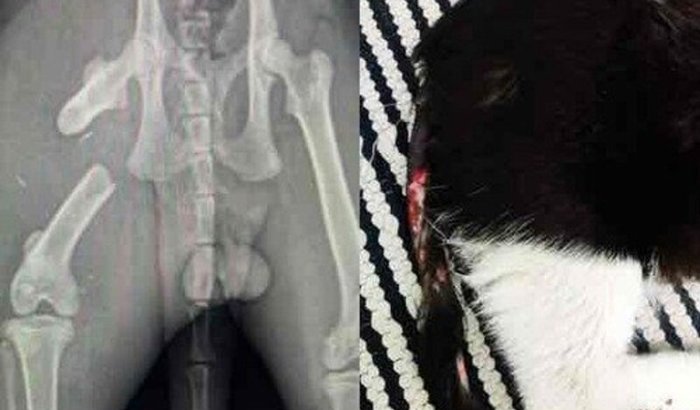 TIMÃO, PRECISA DA SUA AJUDA