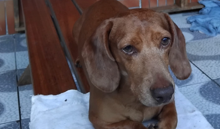 Me ajude a salva meu cachorrinho