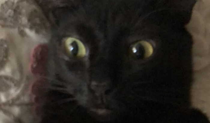 Cirurgia do meu gato Coal