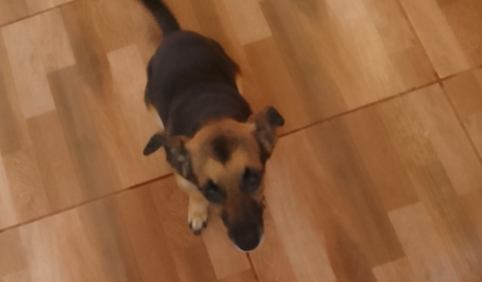 ajude a salvar meu cachorrinho betoven