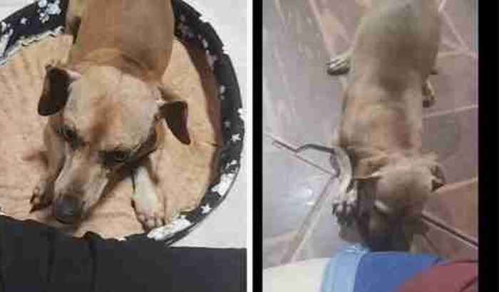 Ajude Marley a voltar a correr!🐶💉