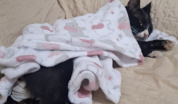 Ajudem a salvar o Gravatinha