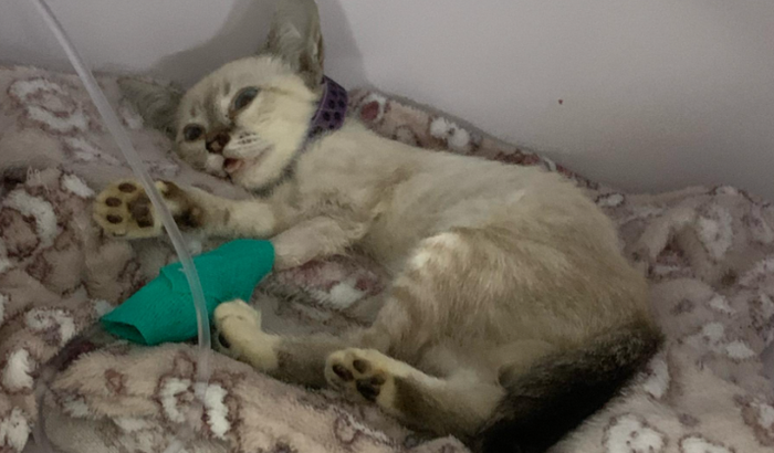 Gatinha Agatha vitoria