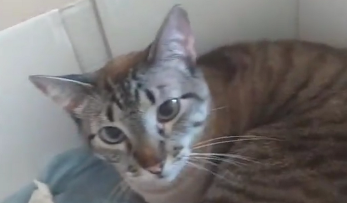 Salve a Vida da Milly!